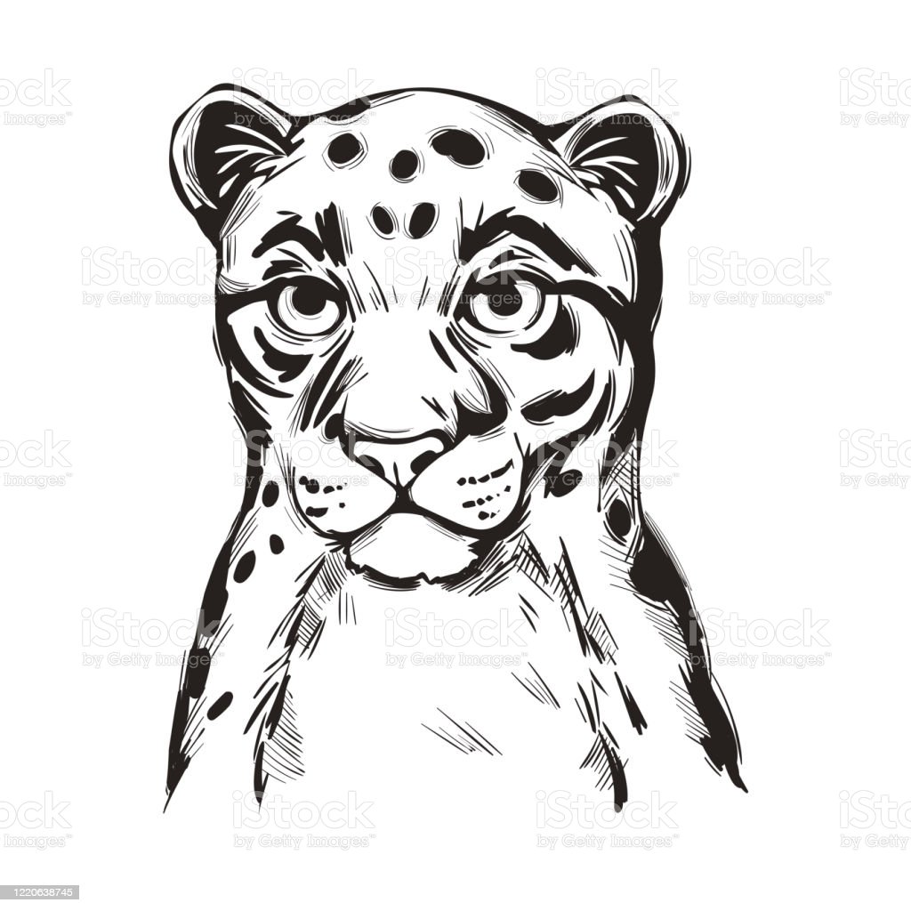 Detail Gambar Sketsa Macan Nomer 32