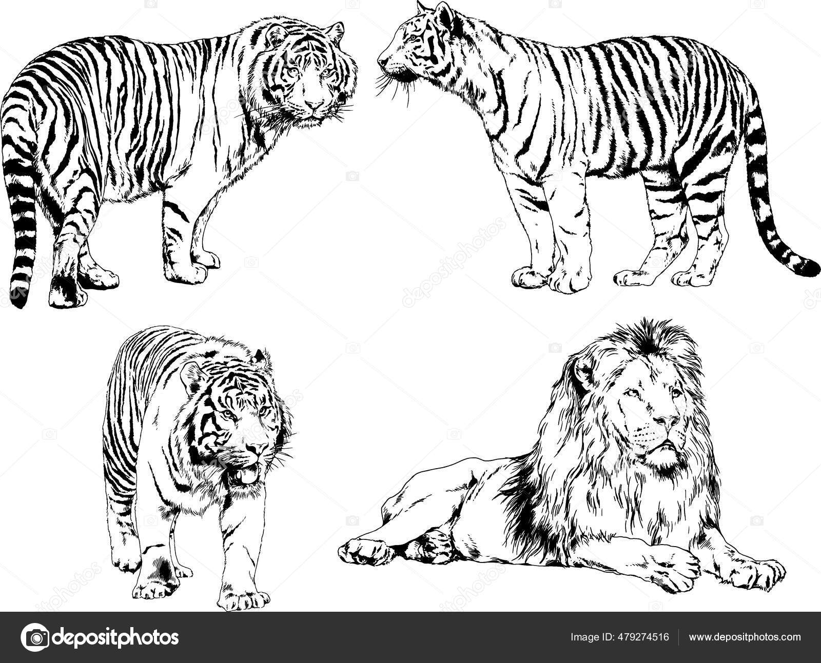 Detail Gambar Sketsa Macan Nomer 40