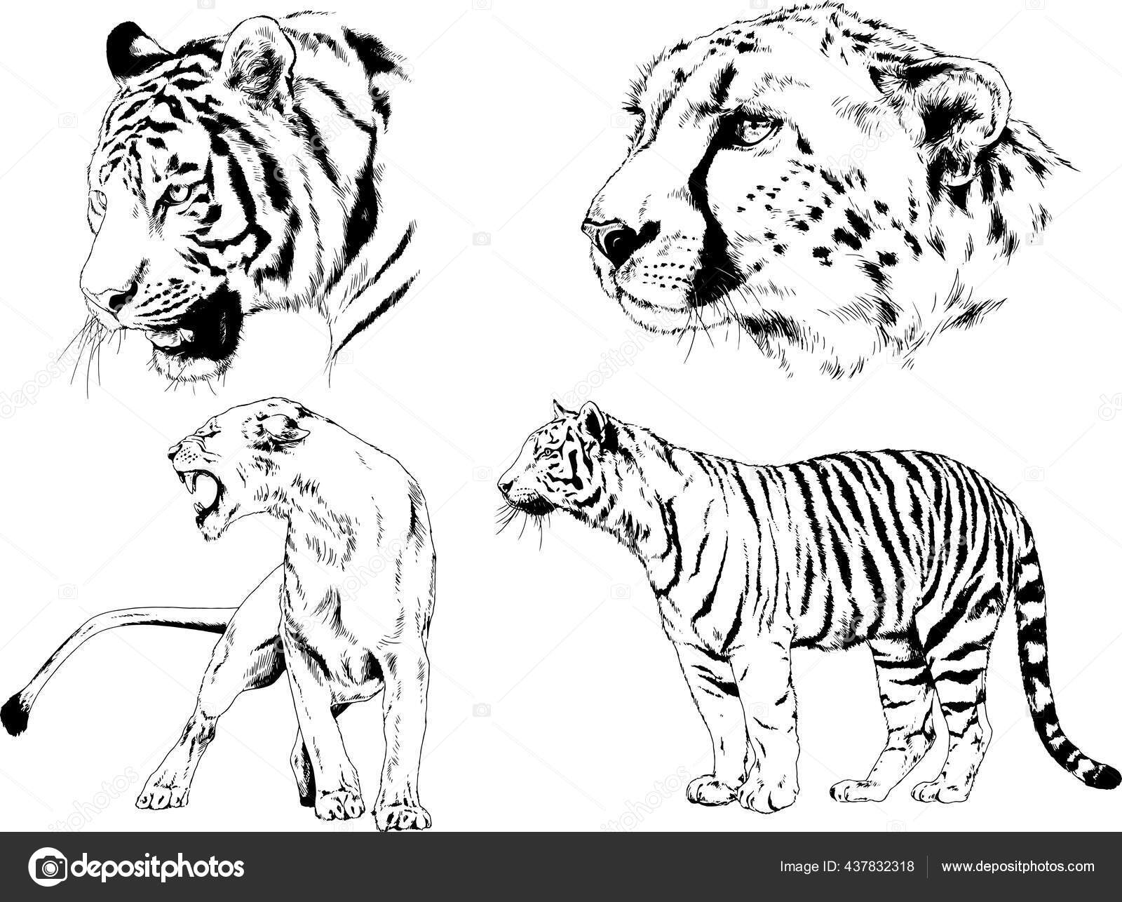 Detail Gambar Sketsa Macan Nomer 48