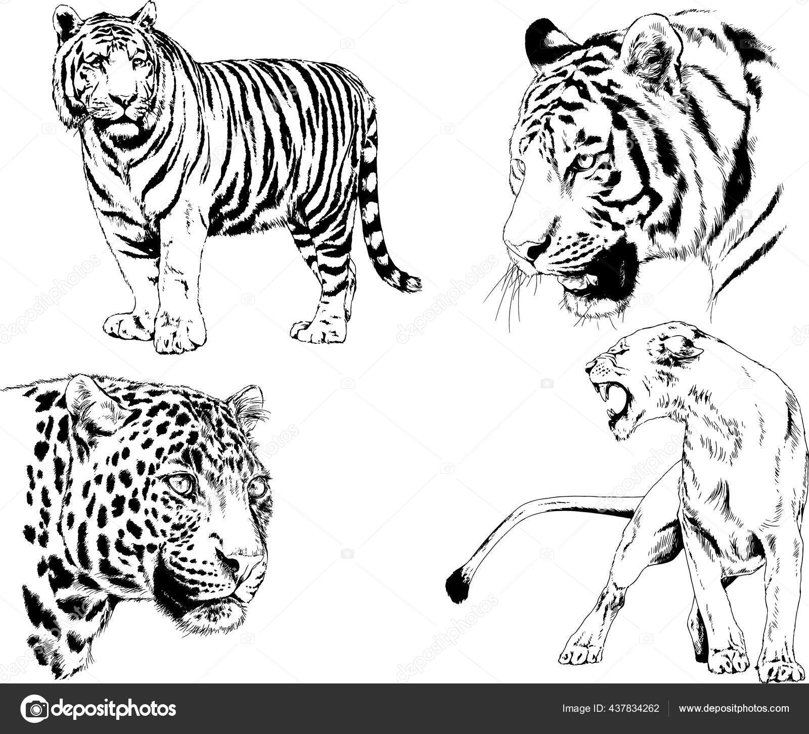 Detail Gambar Sketsa Macan Nomer 54