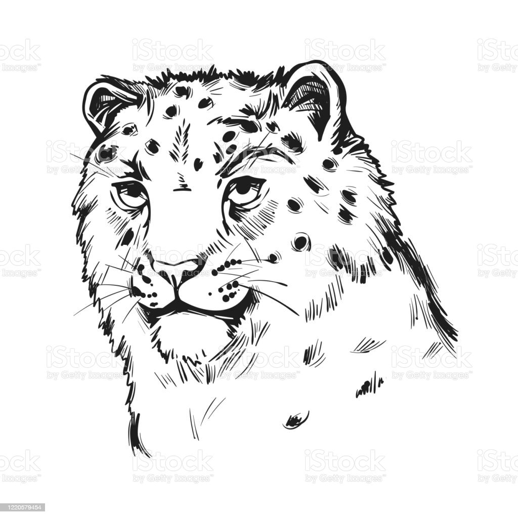 Detail Gambar Sketsa Macan Nomer 56