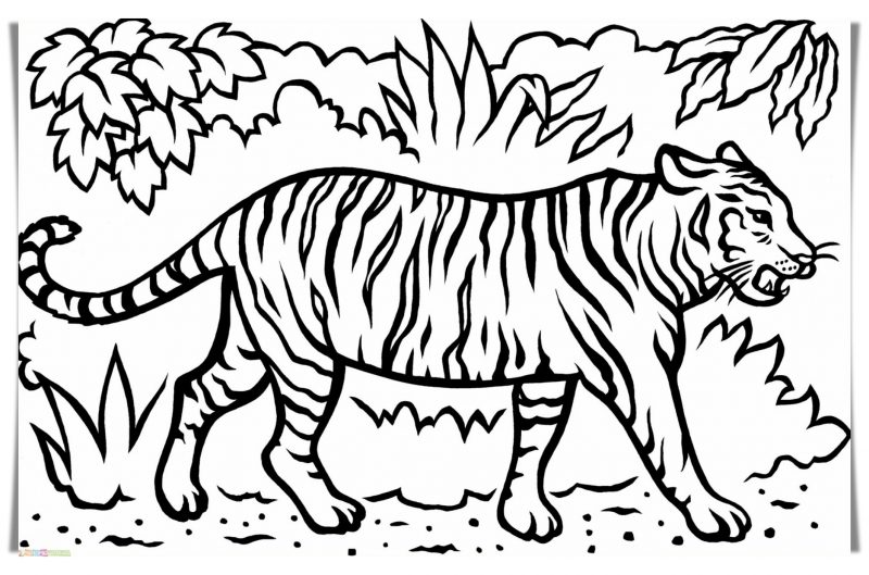 Detail Gambar Sketsa Macan Nomer 8