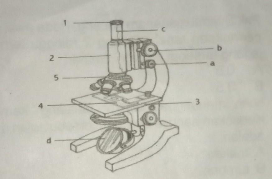 Detail Gambar Sketsa Mikroskop Nomer 16