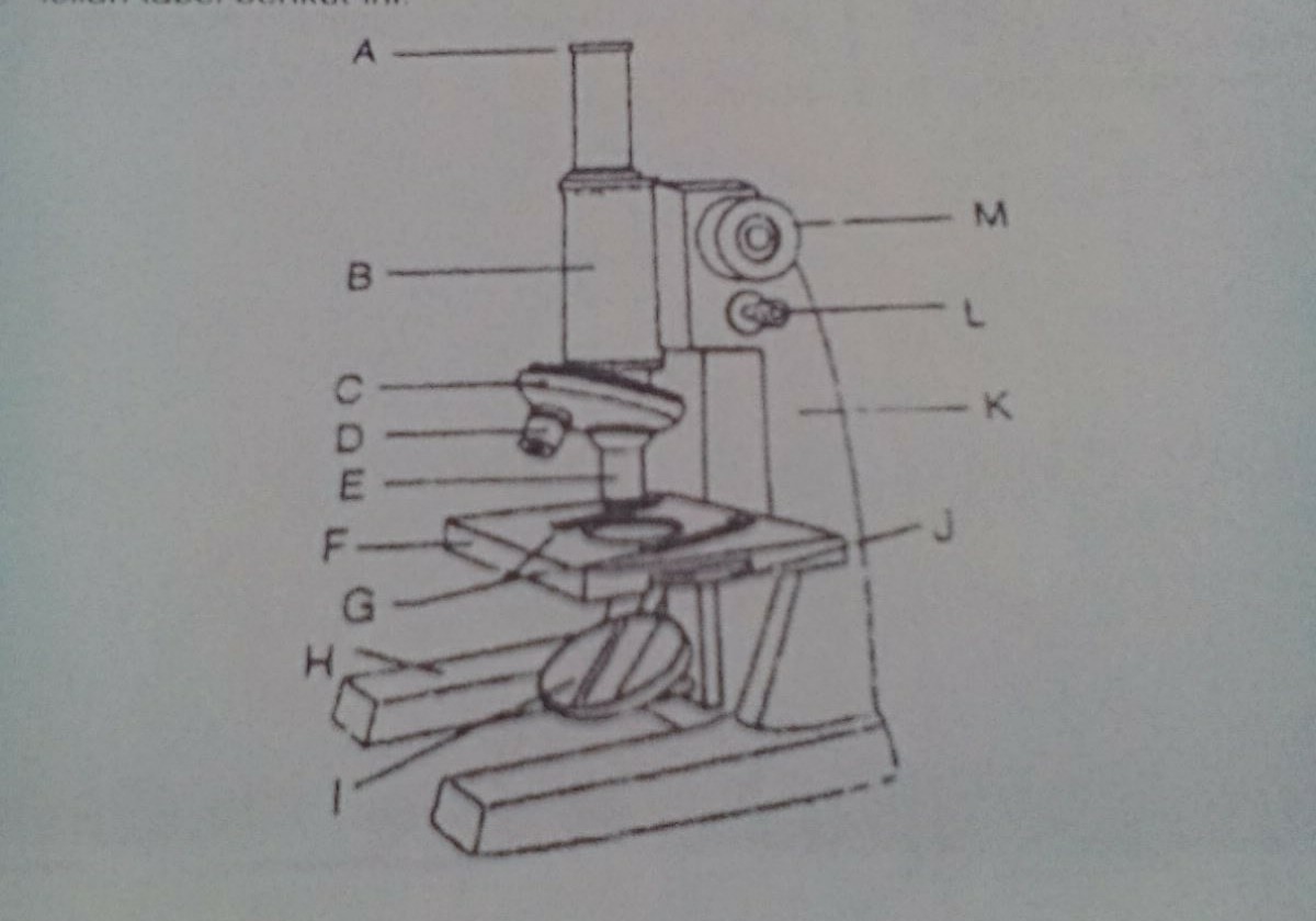 Detail Gambar Sketsa Mikroskop Nomer 18