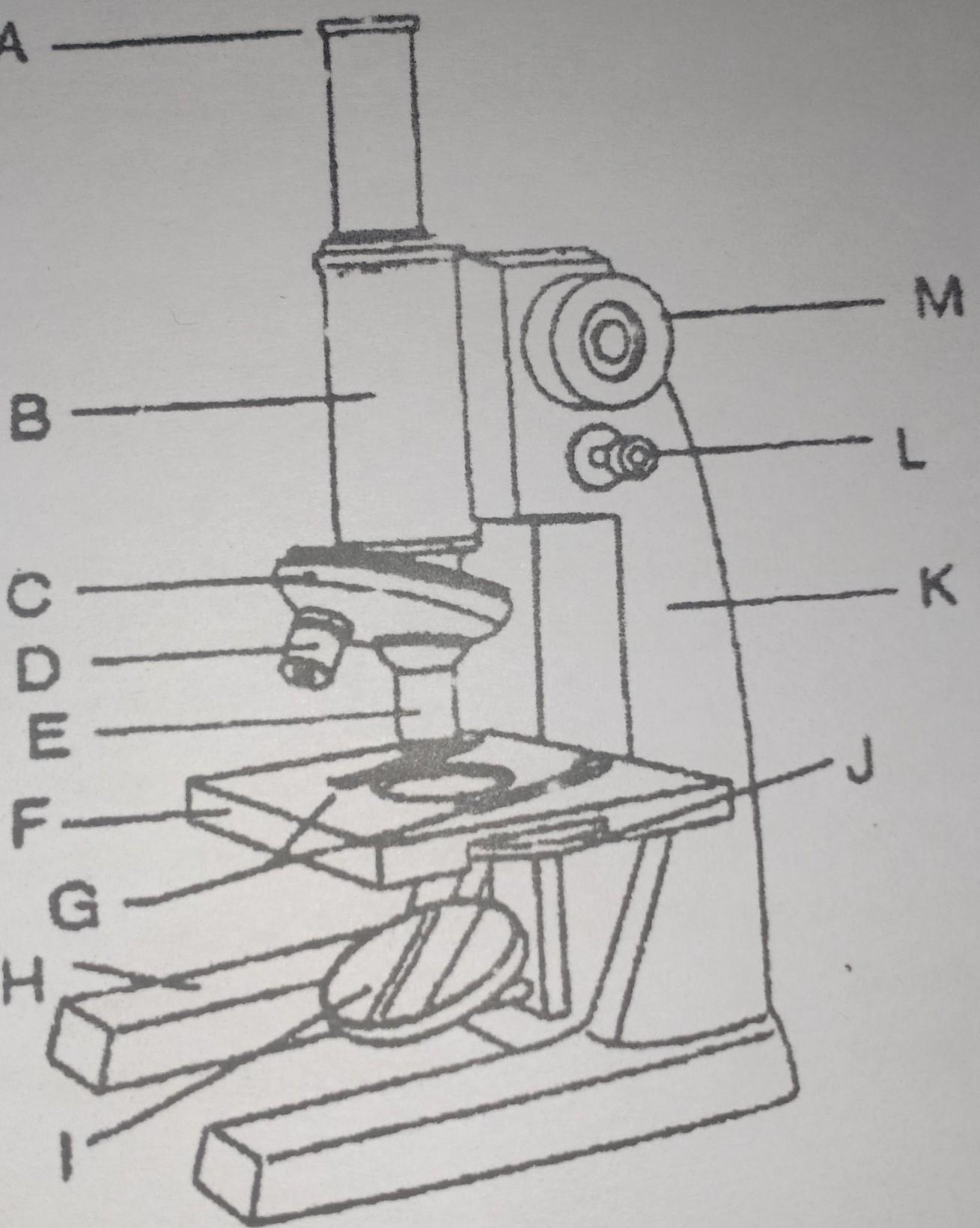 Detail Gambar Sketsa Mikroskop Nomer 5