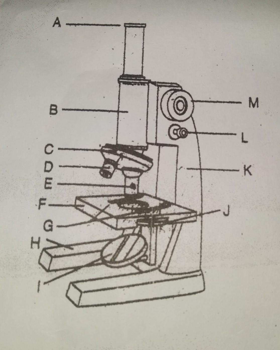 Detail Gambar Sketsa Mikroskop Nomer 50