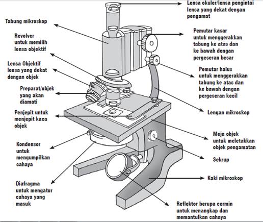 Detail Gambar Sketsa Mikroskop Nomer 9