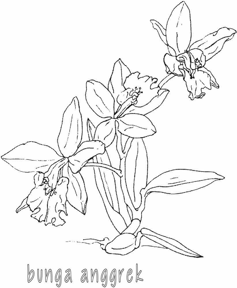 Detail Gambar Sketsa Nama Bunga Nomer 13