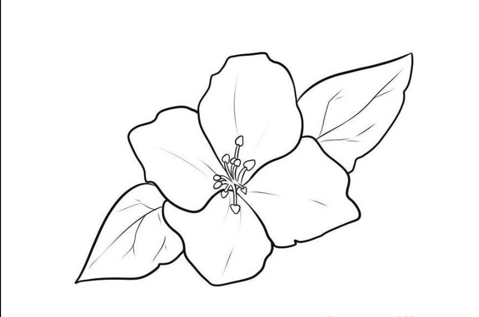 Detail Gambar Sketsa Nama Bunga Nomer 18