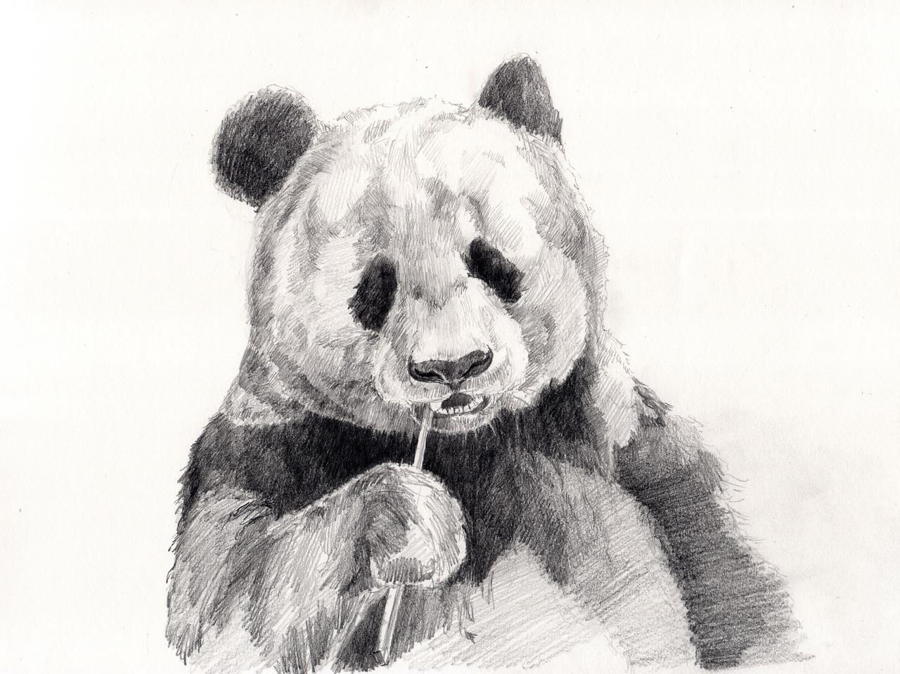 Detail Gambar Sketsa Panda Nomer 15