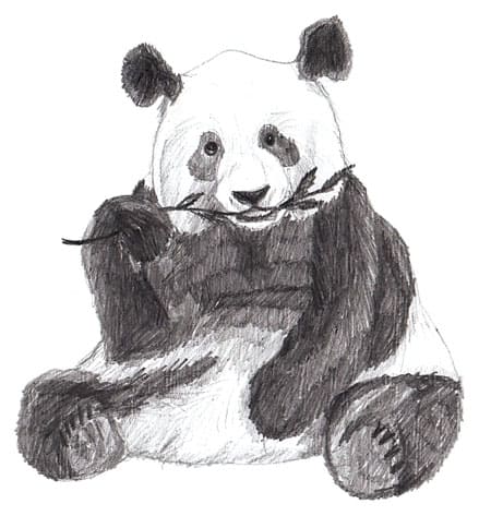 Detail Gambar Sketsa Panda Nomer 7