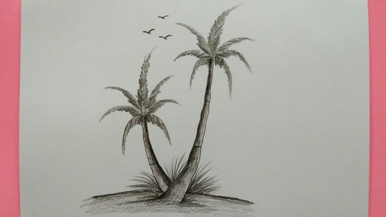 Detail Gambar Sketsa Pohon Kelapa Nomer 19