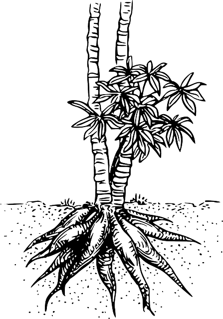Detail Gambar Sketsa Pohon Ketela Nomer 4