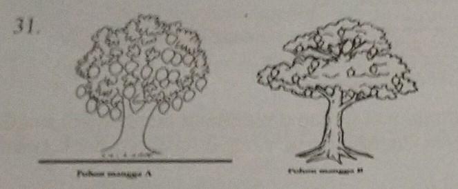 Detail Gambar Sketsa Pohon Mangga Nomer 17