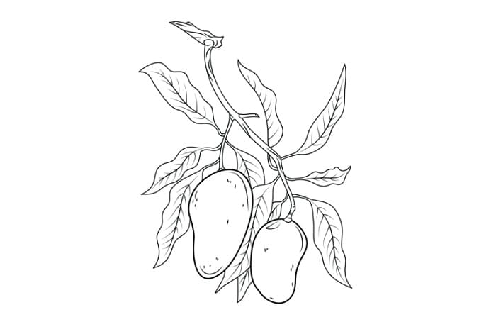 Detail Gambar Sketsa Pohon Mangga Nomer 32
