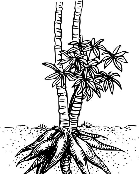 Detail Gambar Sketsa Pohon Mangga Nomer 41