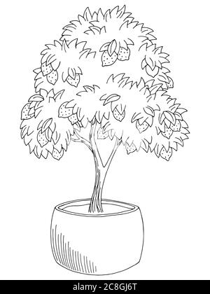 Detail Gambar Sketsa Pohon Mangga Nomer 45