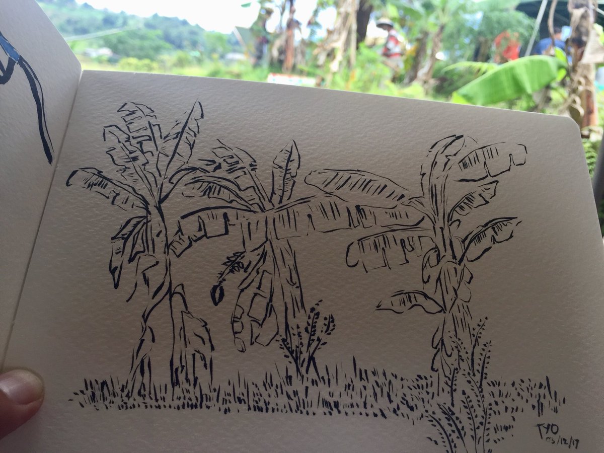 Detail Gambar Sketsa Pohon Pisang Nomer 24