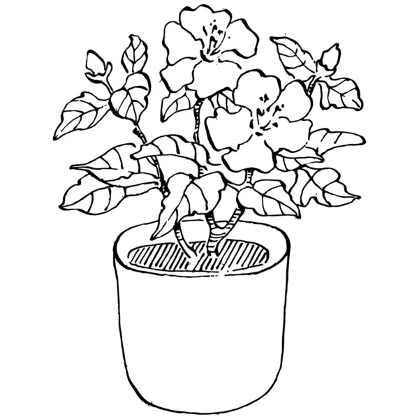 Detail Gambar Sketsa Pot Bunga Nomer 55