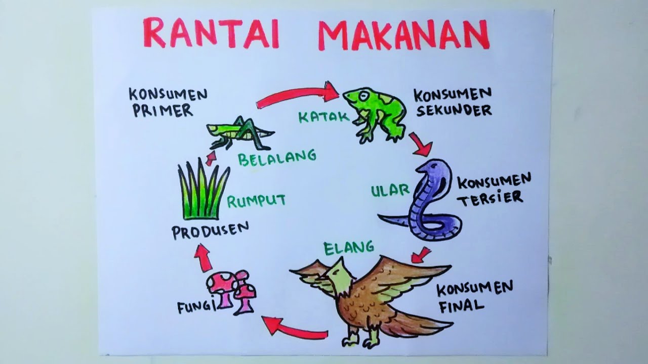 Detail Gambar Sketsa Rantai Makanan Nomer 2