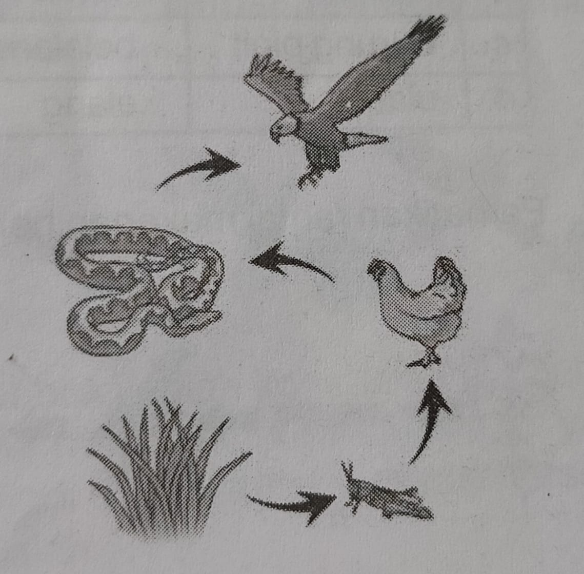 Detail Gambar Sketsa Rantai Makanan Nomer 21