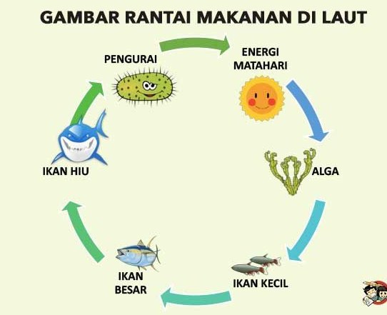 Detail Gambar Sketsa Rantai Makanan Nomer 35