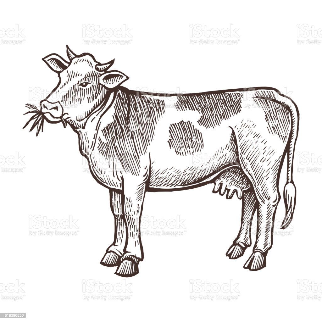 Detail Gambar Sketsa Sapi Nomer 27