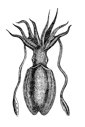 Detail Gambar Sketsa Sotong Hitam Putih Nomer 3