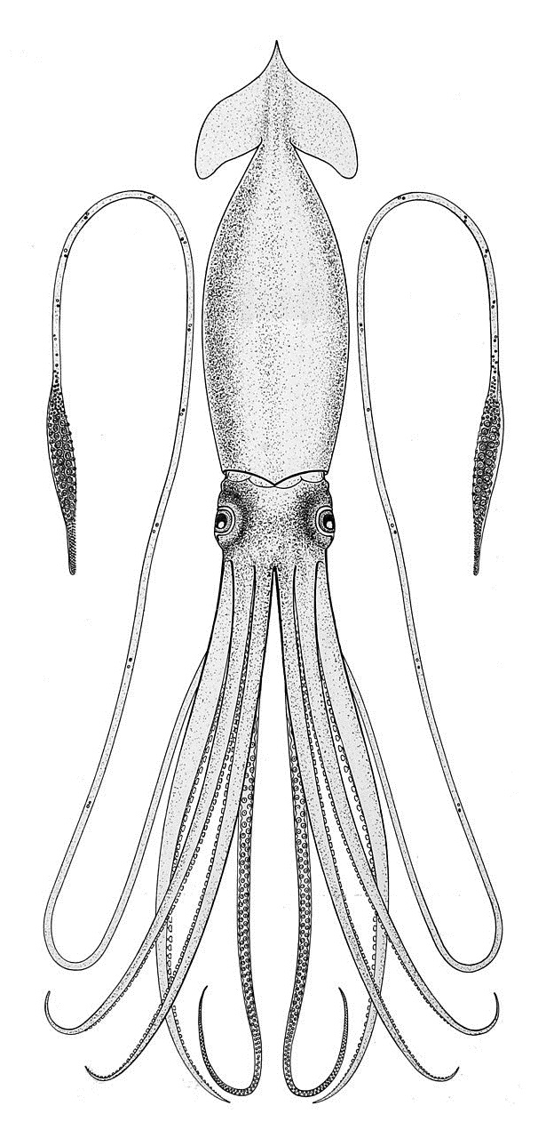 Detail Gambar Sketsa Sotong Hitam Putih Nomer 37