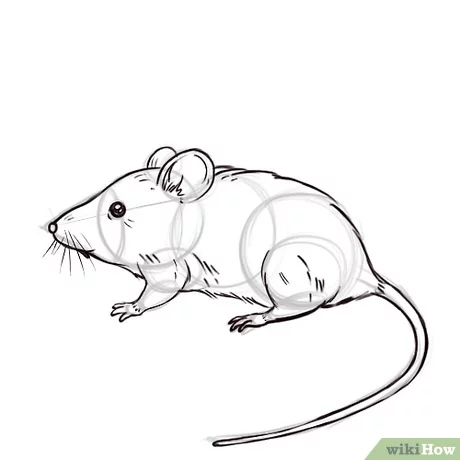 Detail Gambar Sketsa Tikus Nomer 2