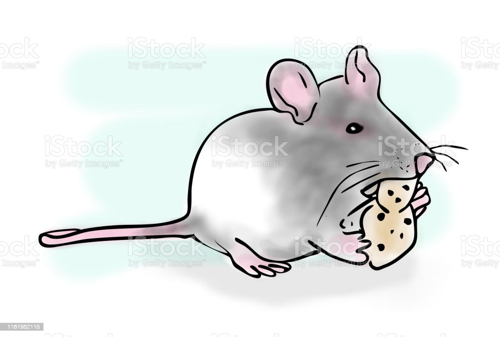 Detail Gambar Sketsa Tikus Nomer 25