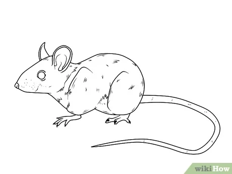 Detail Gambar Sketsa Tikus Nomer 4