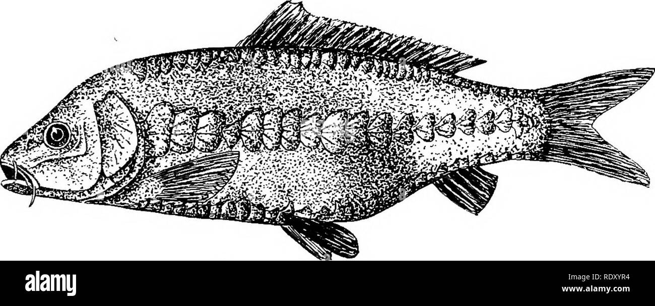 Detail Gambar Sketsa Ular Vs Ikan Nomer 30