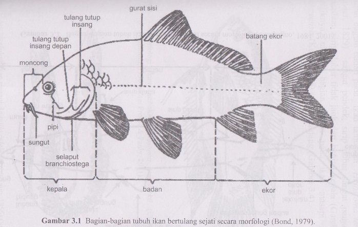 Detail Gambar Sketsa Ular Vs Ikan Nomer 51