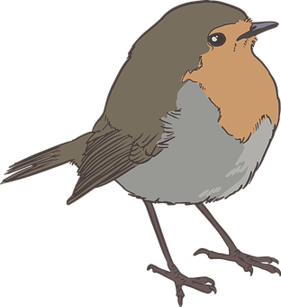 Bild Spatz - KibrisPDR
