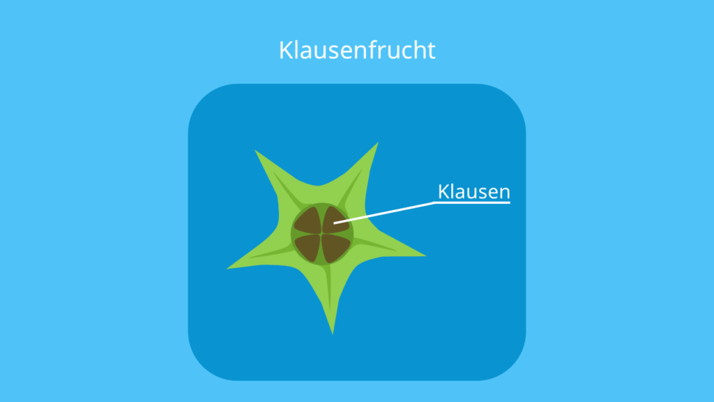 Detail Frucht Der Linde Nomer 3