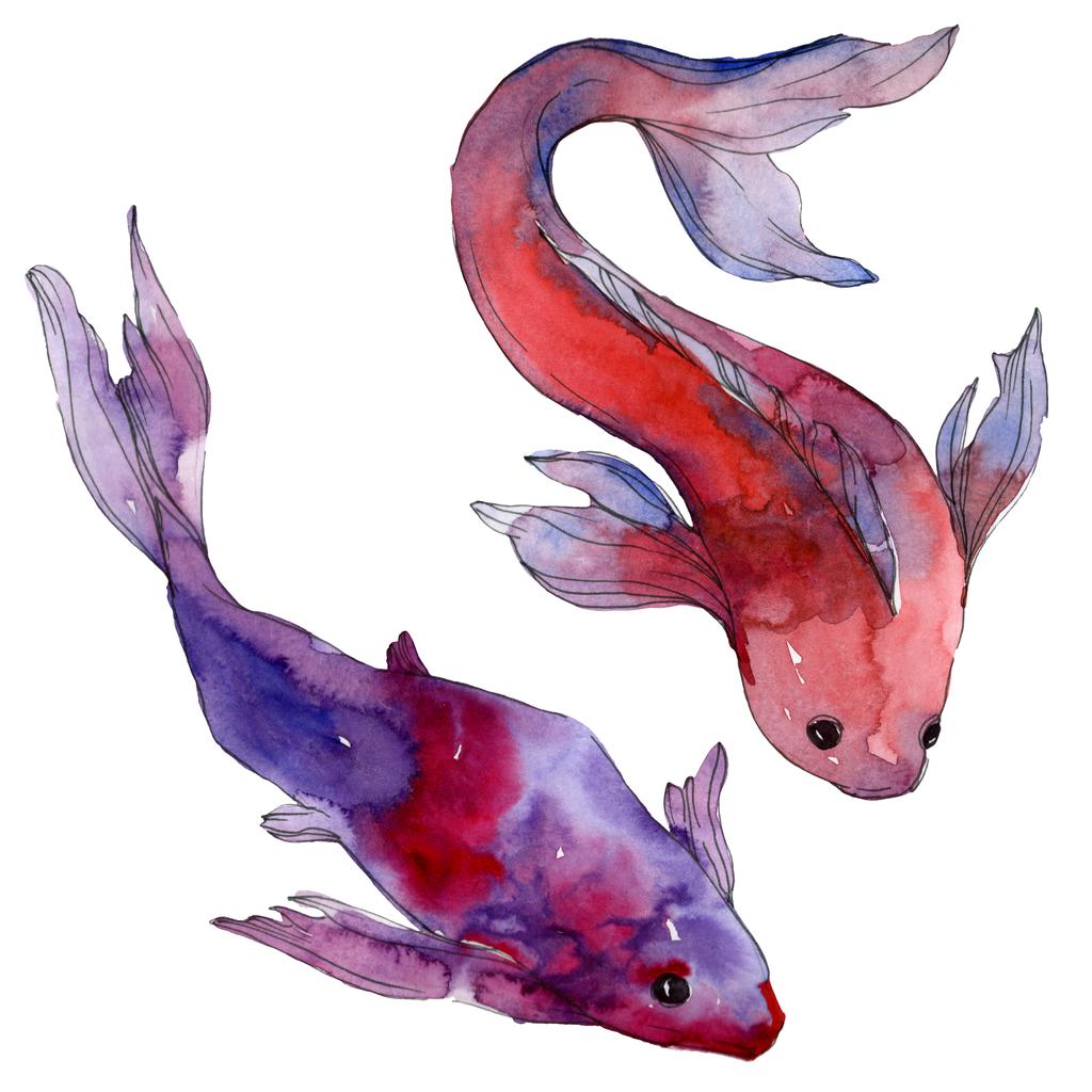 Rotes Meer Fische - KibrisPDR