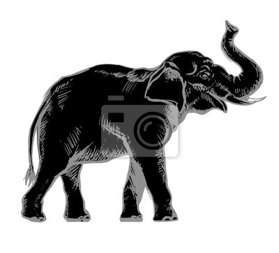 Detail Schwarzer Elefant Nomer 18
