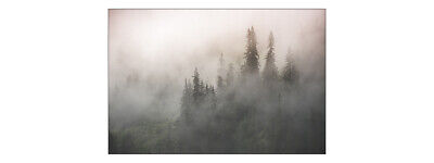 Detail Wald Im Nebel Nomer 13