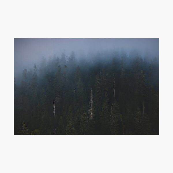 Detail Wald Im Nebel Nomer 23