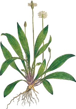 Detail Wilde Pflanzen Nomer 2