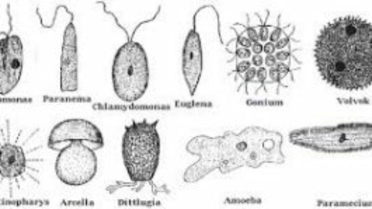 Detail Gambar Spesis Protozoa Nomer 22