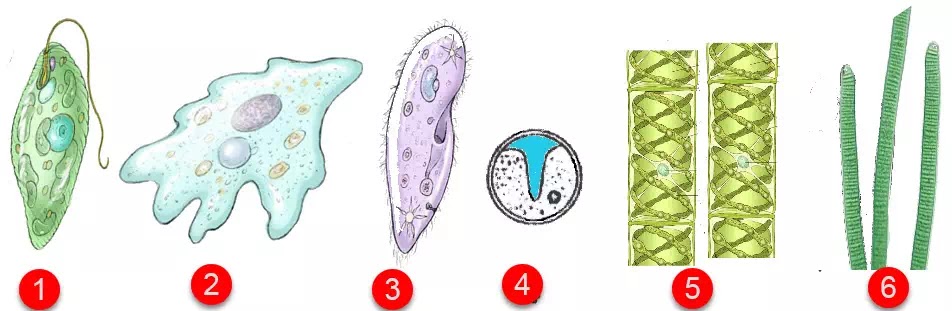 Detail Gambar Spesis Protozoa Nomer 31