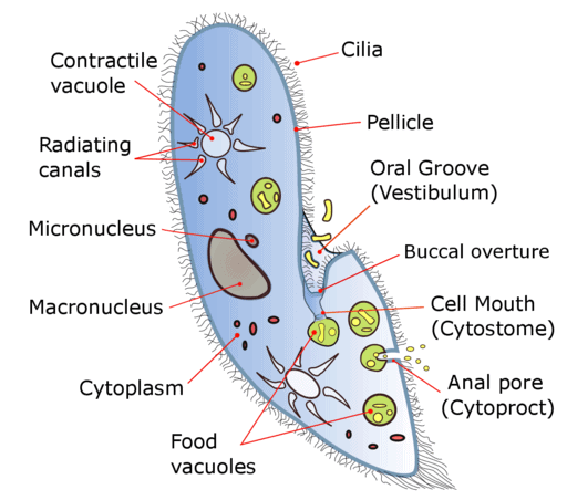 Detail Gambar Spesis Protozoa Nomer 46
