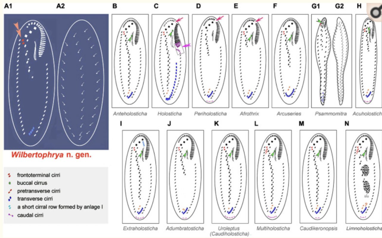 Detail Gambar Spesis Protozoa Nomer 47