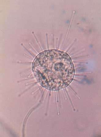 Detail Gambar Spesis Protozoa Nomer 49