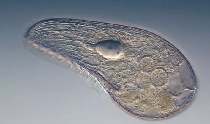 Detail Gambar Spesis Protozoa Nomer 53