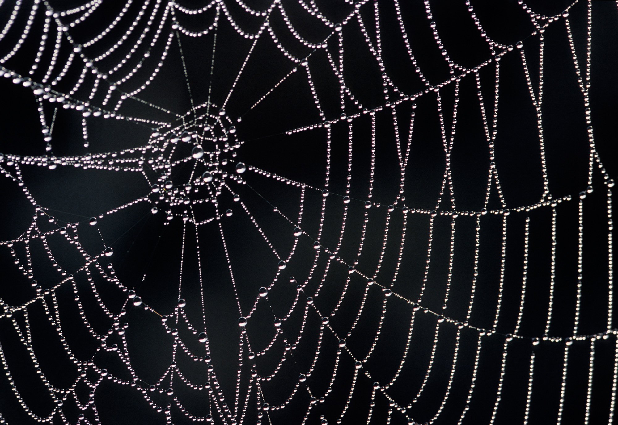 Gambar Spider Web - KibrisPDR