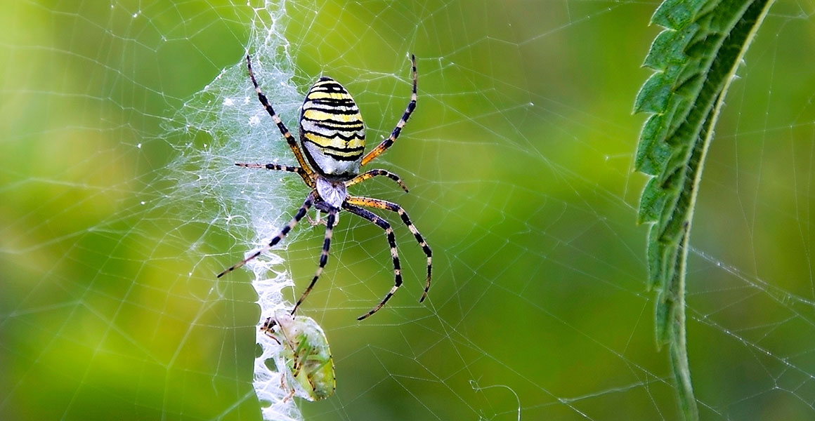 Detail Gambar Spider Web Nomer 14