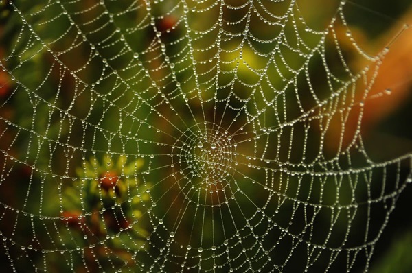 Detail Gambar Spider Web Nomer 16